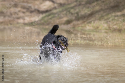 Hund spielt im Wasser