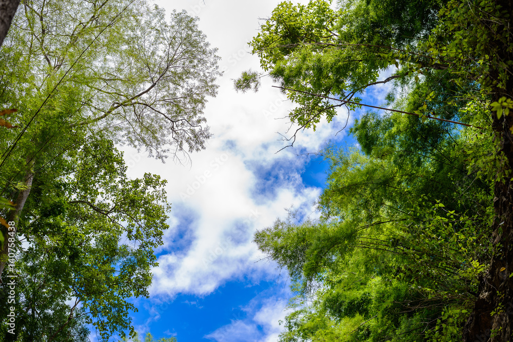 Fototapeta premium Trees branches on blue sky