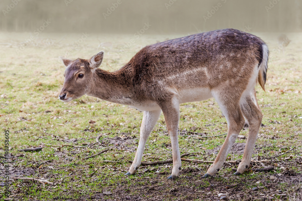 young deer standing on a field on a misty morning