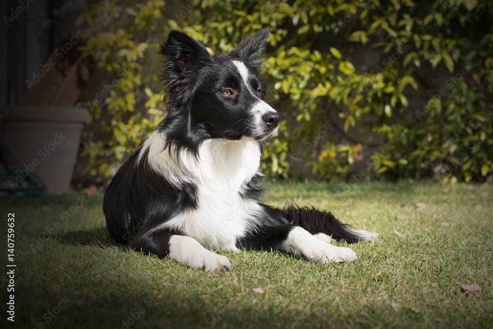 Border collie puppy dog, relaxed in the garden