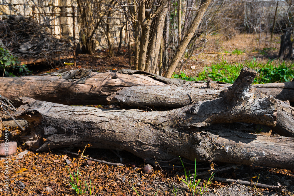 Fallen tree, firewood Fallen tree, firewood