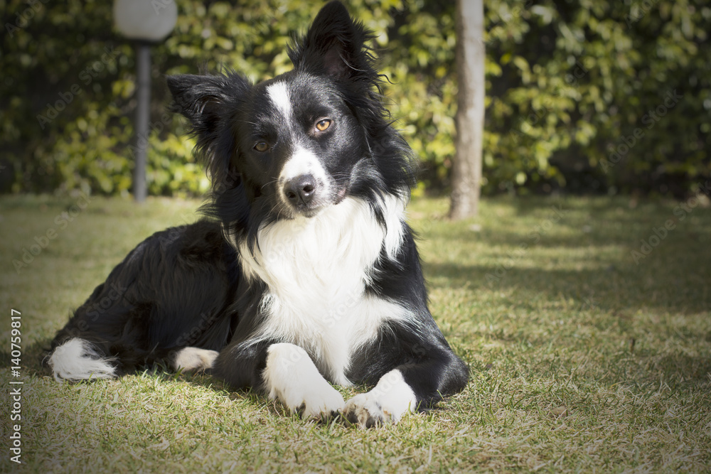 Border collie puppy dog, relaxed in the garden