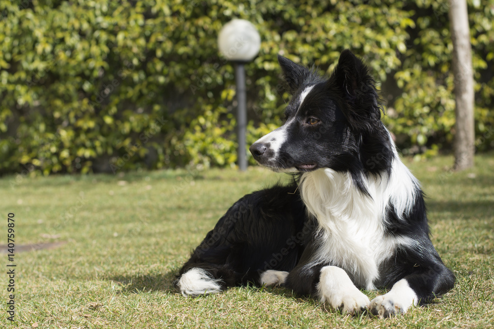 Border collie puppy dog, relaxed in the garden Border collie puppy dog, relaxed in the garden
