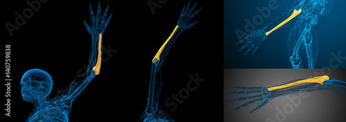 Tableau sur toile 3d rendering medical illustration of the ulna bone
