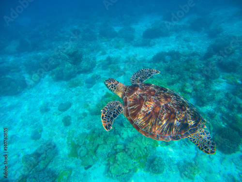 Olive ridley turtle in blue sea water. Green tortoise in tropical lagoon.