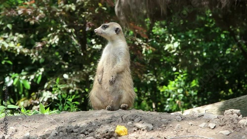 Wallpaper Mural Mongoose standing sentry Torontodigital.ca