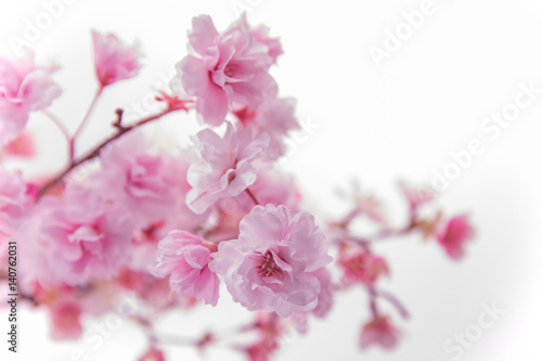 桜 © janphoto