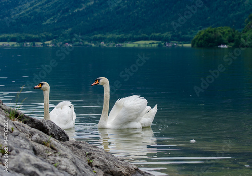 Swans family with cygnets at hallstaettersee lake. Hallstatt, Salzkammergut region, Austria