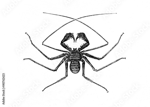 Tailless whip scorpion (Phrynus reniformis) (from Meyers Lexikon, 1895, 7/664)