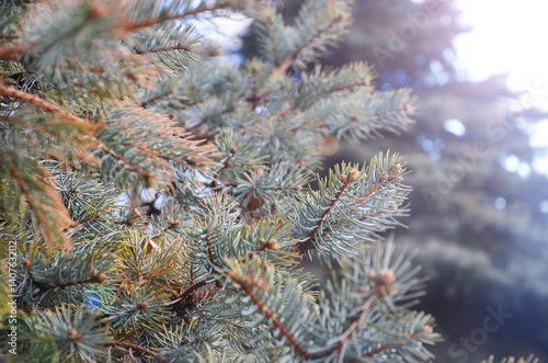 Coniferous trees branches, macro foto.