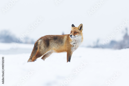 red fox in a winter landscape