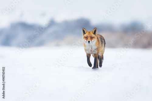 Obraz na plátně red fox in a winter landscape