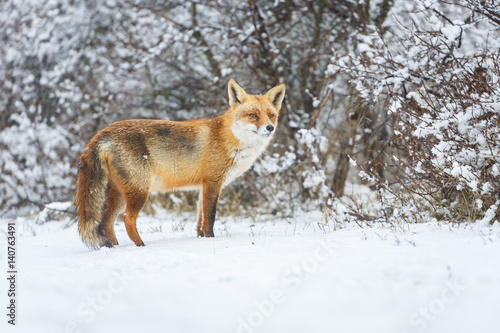 red fox in a winter landscape © Pim Leijen
