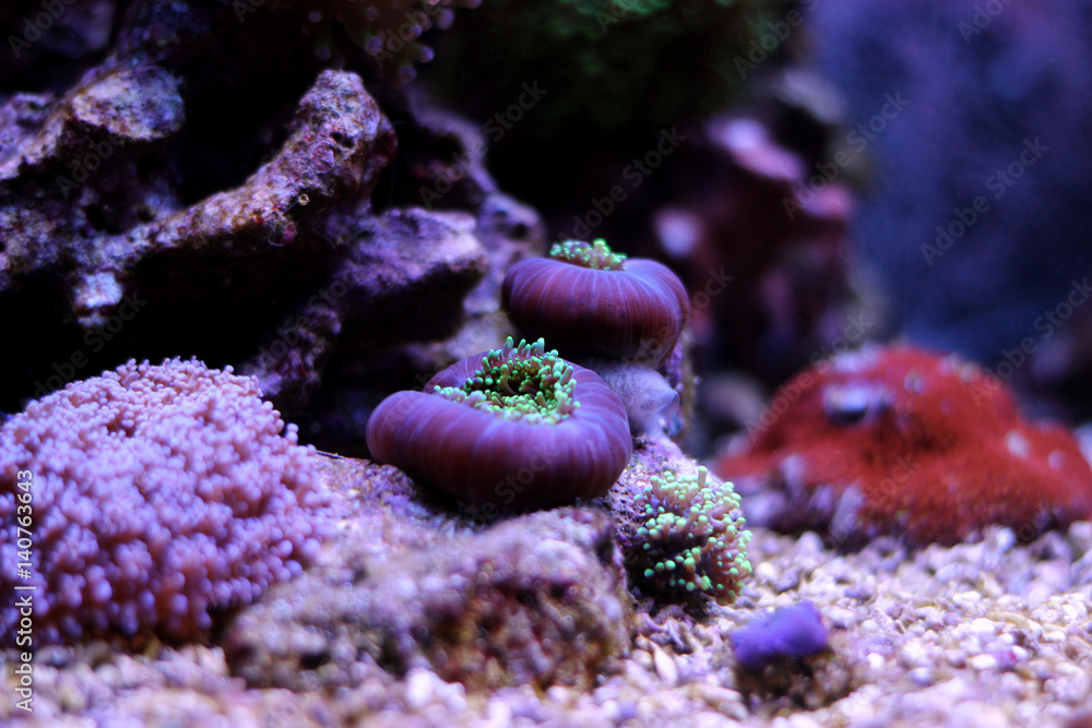Obraz premium Corals are eating