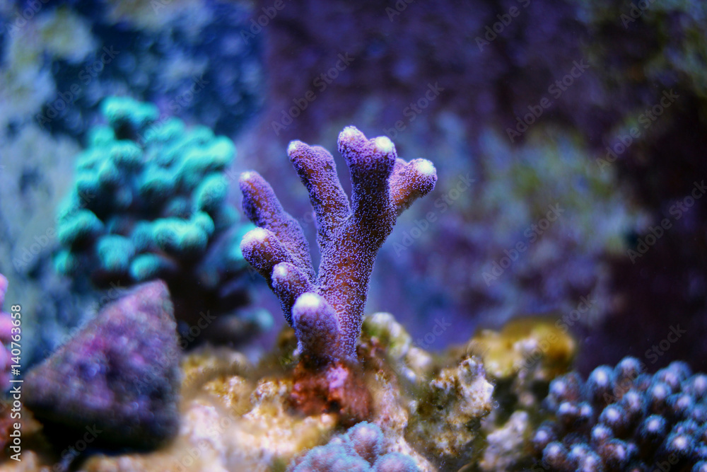 Naklejka premium Stylophora Coral SPS coral