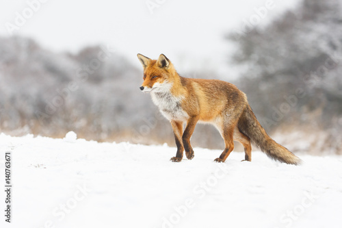 red fox in a winter landscape