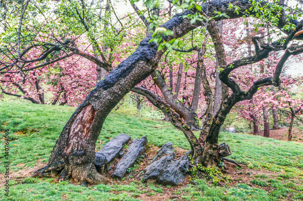 Obraz premium Central Park spring