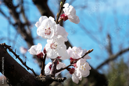 фотографія Blossom tree