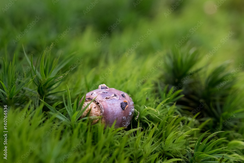 Fototapeta premium Detailaufnahme Waldbodel Eichel