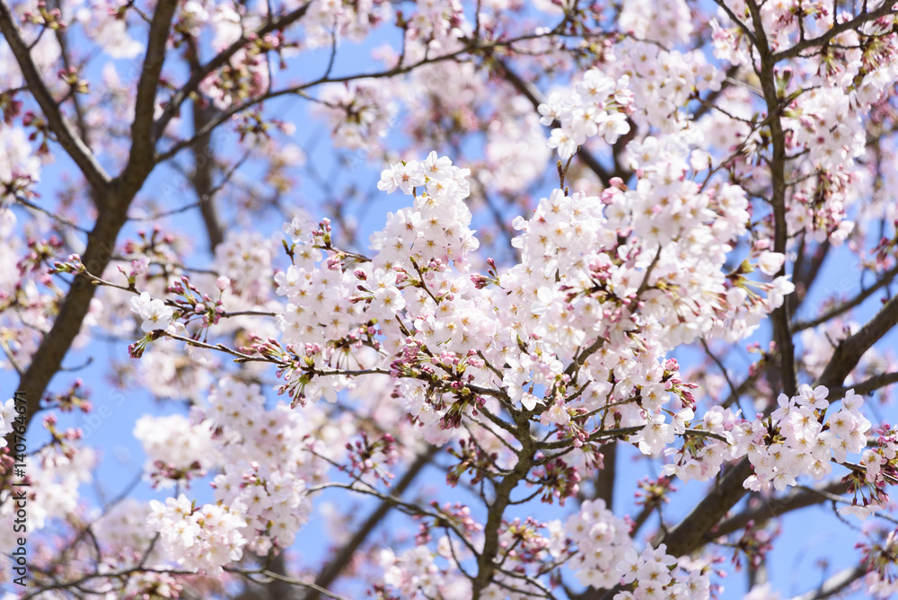 桜　八分咲き