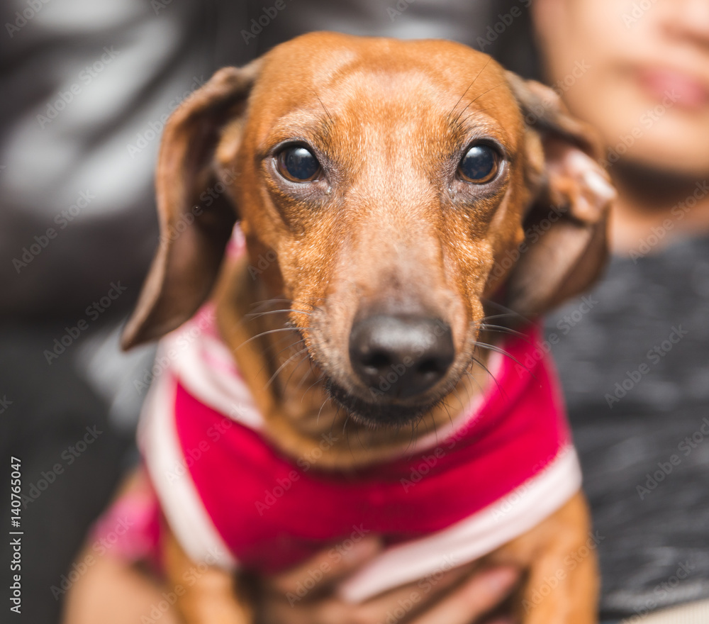 Cute Dachsund Wearing Dog Clothes