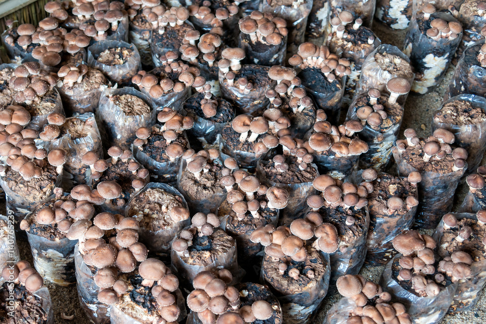 Shiitake mushroom the popular for cooking, especially Chinese and Japanese. Medicinal properties have anti cancer agent reduce fat in the blood and anti virus colds Shiitake mushroom the popular for cooking, especially Chinese and Japanese. Medicinal properties have anti cancer agent reduce fat in the blood and anti virus colds