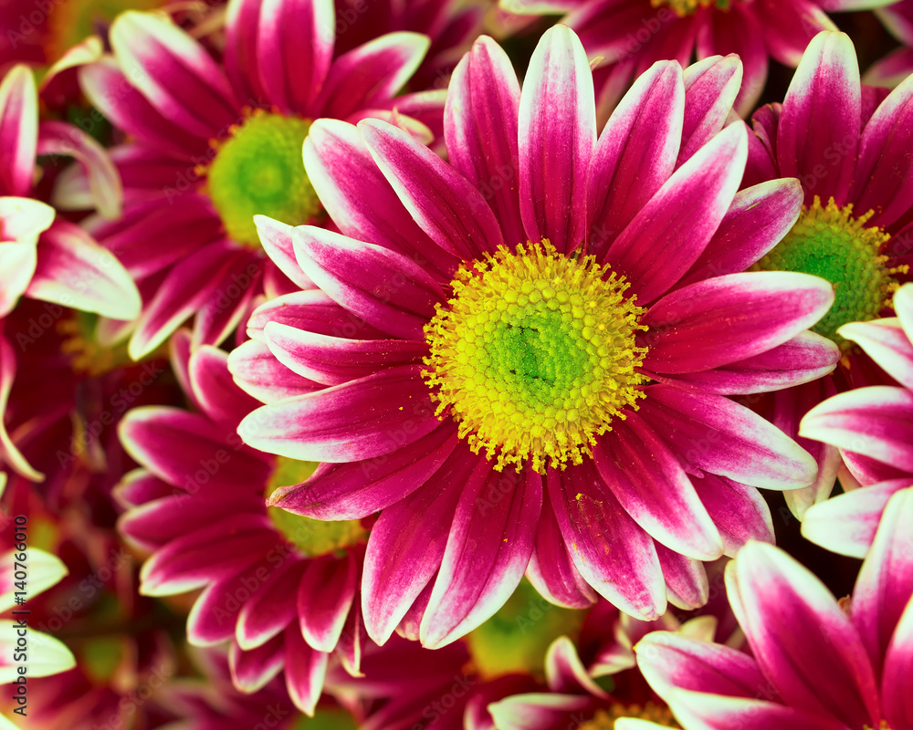 Fototapeta premium violet- white crysanthemums, colorful natural background
