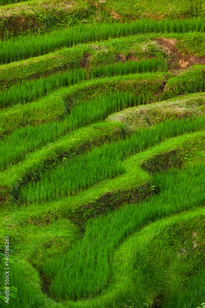 Rice fields Jatiluwih - Bali island Indonesia