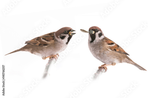 two sparrow with a feather