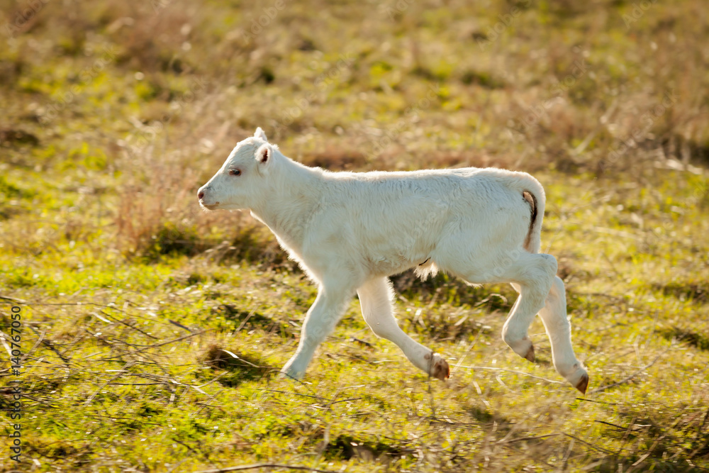 Nice white calf on the green meadow Nice white calf on the green meadow