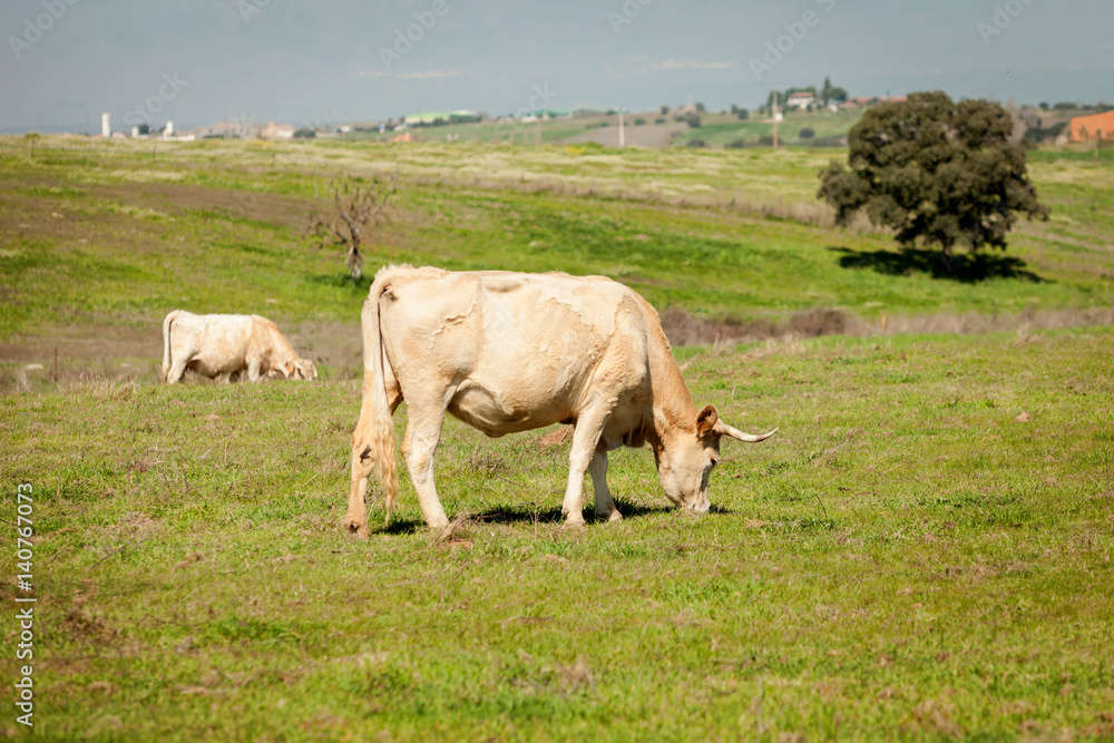Beef cows grazing in the pastures Beef cows grazing in the pastures