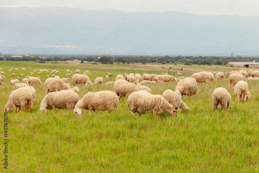 Flock of sheep grazing in a meadow