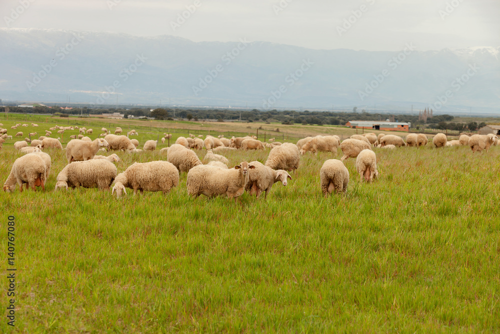 Fototapeta premium Flock of sheep grazing in a meadow