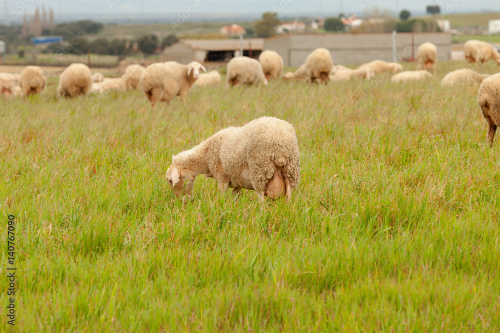 Naklejka premium Flock of sheep grazing in a meadow
