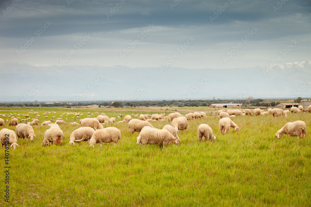 Flock of sheep grazing in a meadow Flock of sheep grazing in a meadow