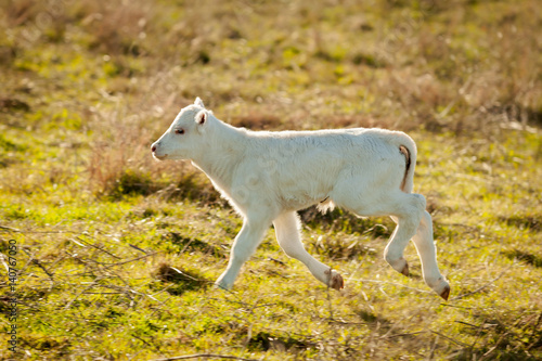 Nice white calf on the green meadow
