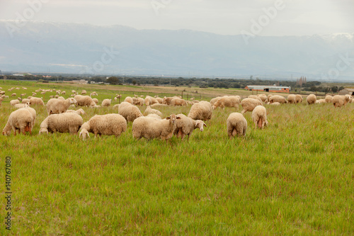 Flock of sheep grazing in a meadow © Gelpi