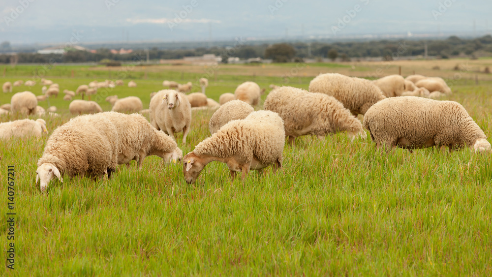 Flock of sheep grazing in a meadow Flock of sheep grazing in a meadow