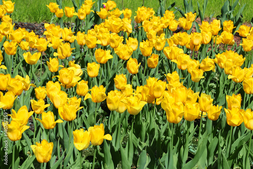 Fototapeta Naklejka Na Ścianę i Meble -  Beautiful yellow tulips