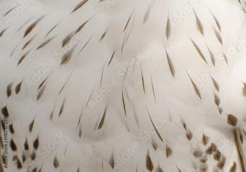 Texture of white  feathers of  barn owl