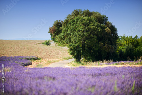 road between fields in provence