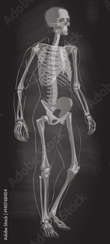 Man skeletal anatomy vector .