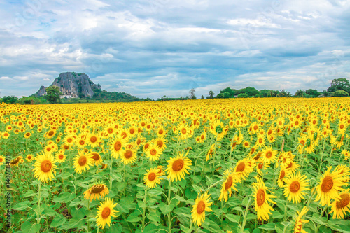 Sunflower, Field, Meadow, Flower, Daisy Family © weera