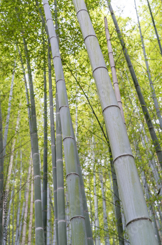 Bamboo Forest in Kyoto - Japan