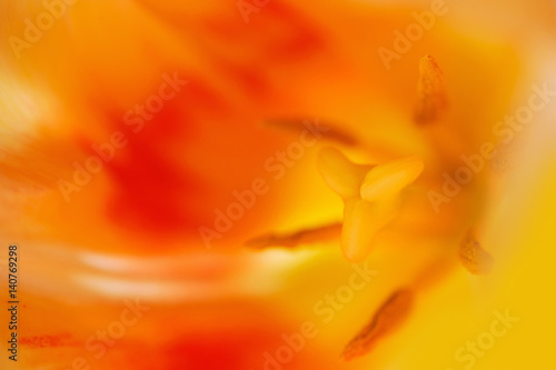 close-up tulip flower