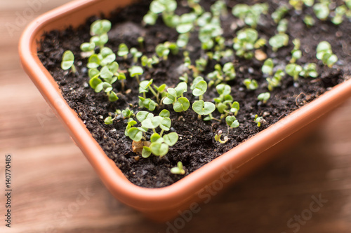 Macro image of potted seedling growing in plastic container close up on wooden table bokeh background.