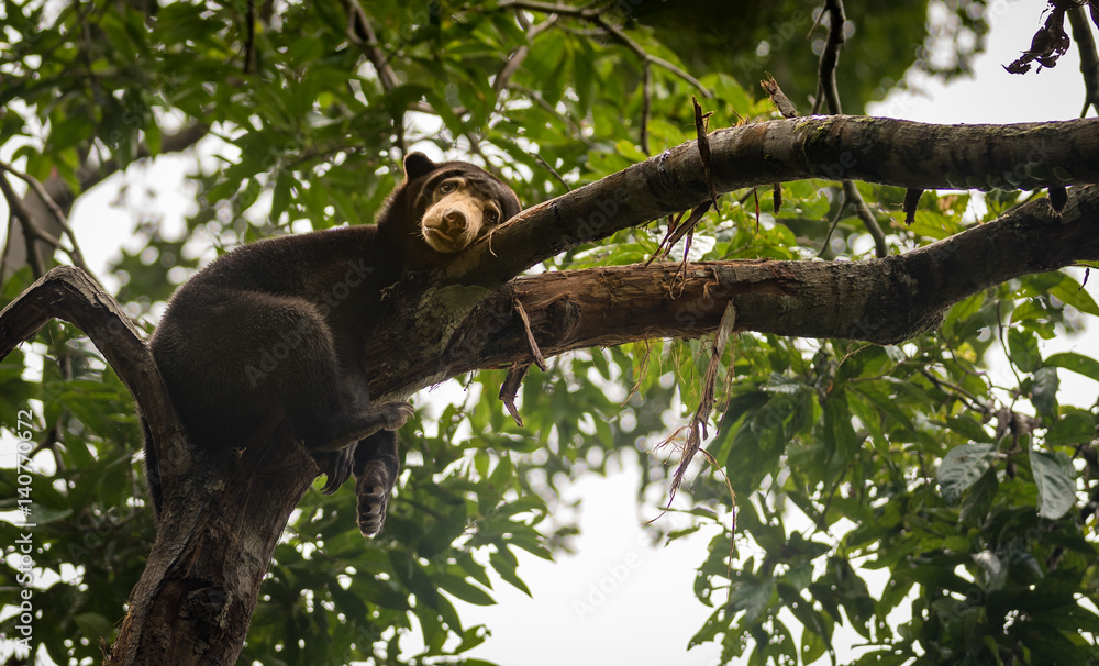 Obraz premium Malayan sun bear looking moody and tired, Sepilok, Borneo, Malaysia