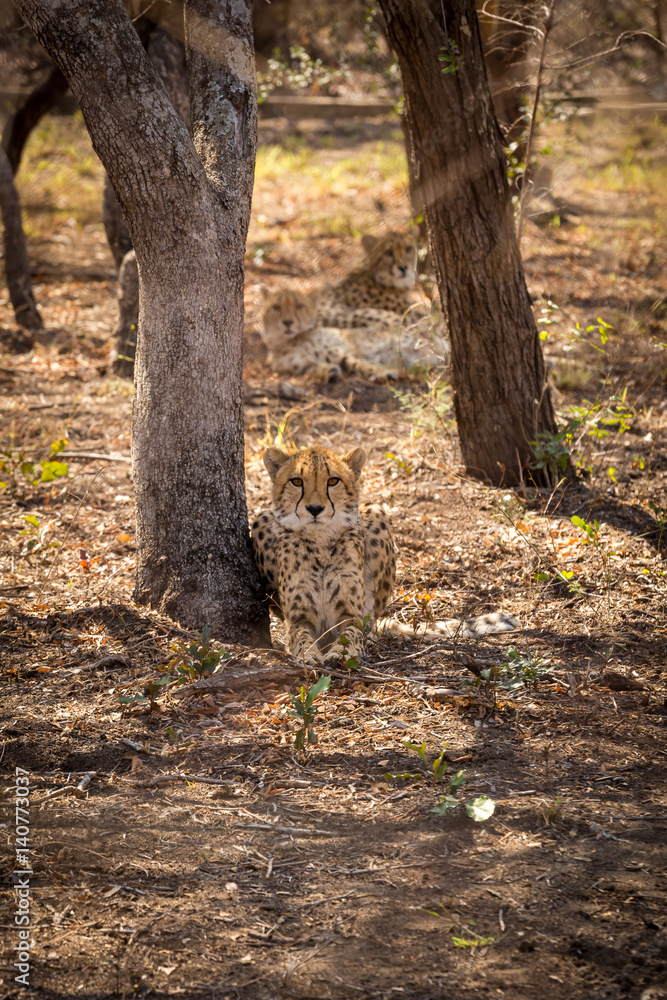 Three Cheetahs Lying underneath Trees, South Africa Three Cheetahs Lying underneath Trees, South Africa
