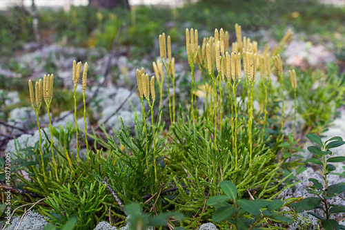 Stiff clubmoss (Lycopodium annotinum) in summer