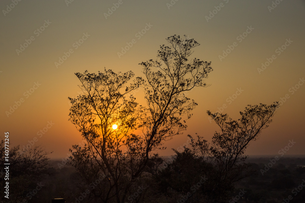 Sunset in behind Tree, South Africa, Africa